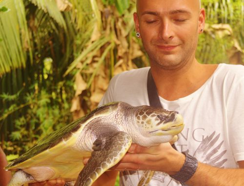 Turtle farm